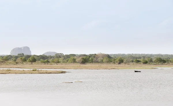 Lake en wilde dieren in een reserve, sri lanka — Stockfoto