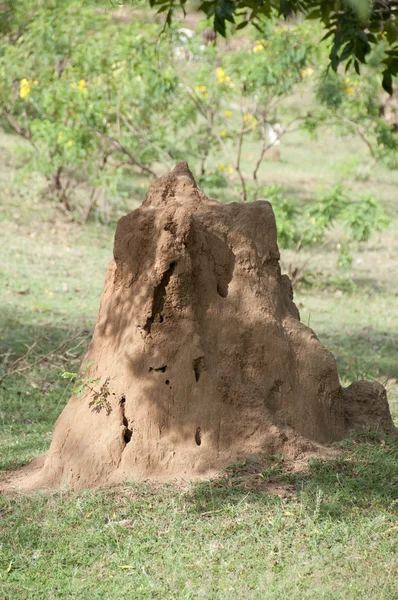Colina de termitas —  Fotos de Stock