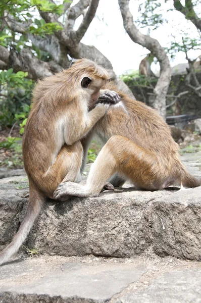 Un mono limpiando a otro —  Fotos de Stock