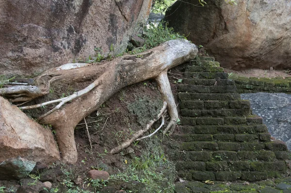Стародавні кроки, Шрі-Ланка, Цейлоні, руїни Sigiriya — стокове фото
