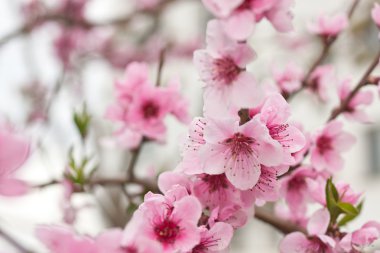 Blooming tree in spring with pink flowers clipart