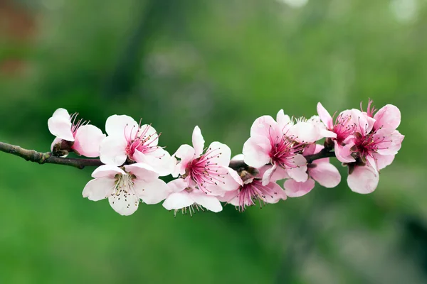 Bloeiende boom in het voorjaar met roze bloemen — Stockfoto