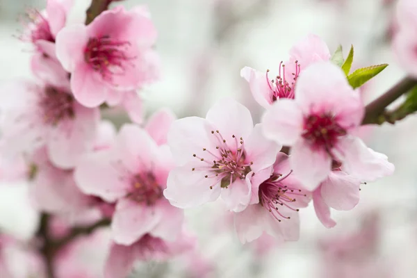 Árvore florescente na primavera com flores rosa — Fotografia de Stock