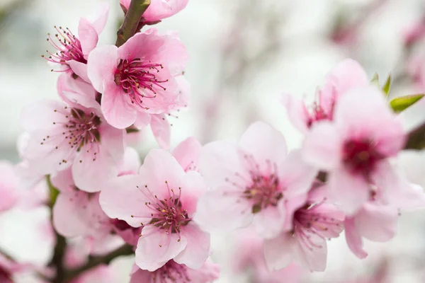 Blühender Baum im Frühling mit rosa Blüten — Stockfoto