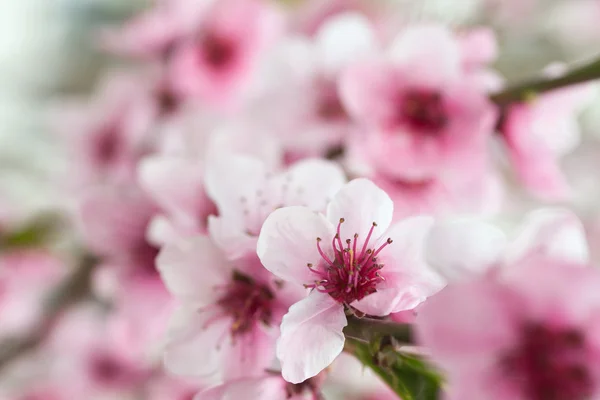 ピンクの花が春に咲く木 — ストック写真
