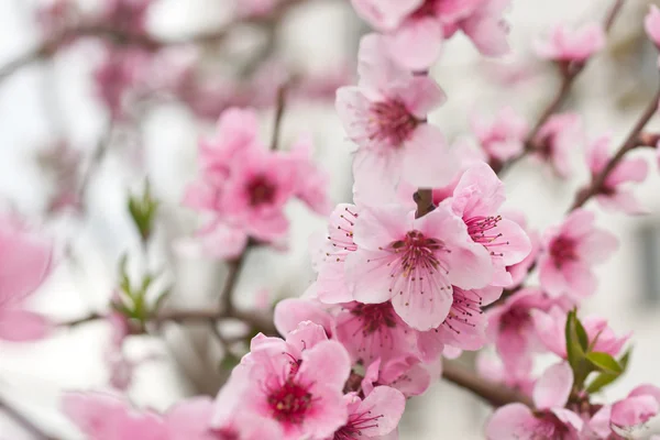Цветущее дерево весной с розовыми цветами — стоковое фото