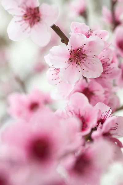 Blommande träd på våren med rosa blommor — Stockfoto