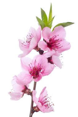 Blooming tree in spring with pink flowers clipart