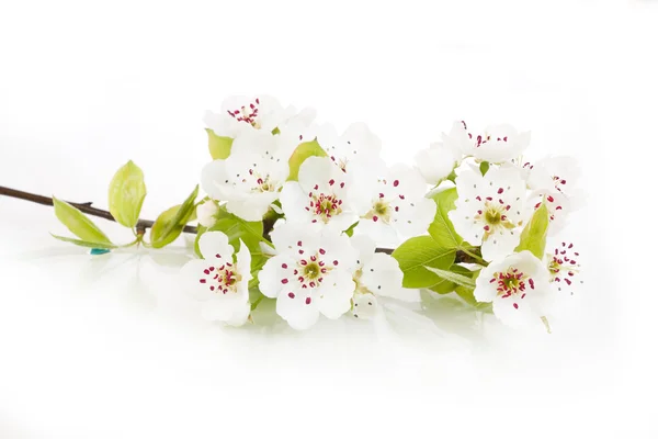 Árvore florescente na primavera isolada no branco — Fotografia de Stock