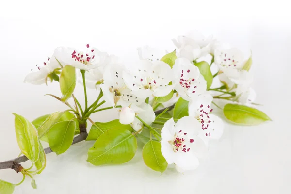 stock image Blooming tree in spring isolated on white