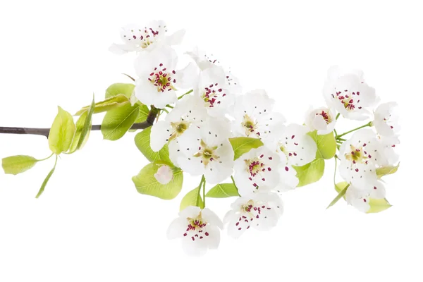Arbre en fleurs au printemps isolé sur blanc — Photo
