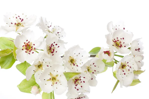 Квітуче дерево навесні ізольовано на білому — стокове фото