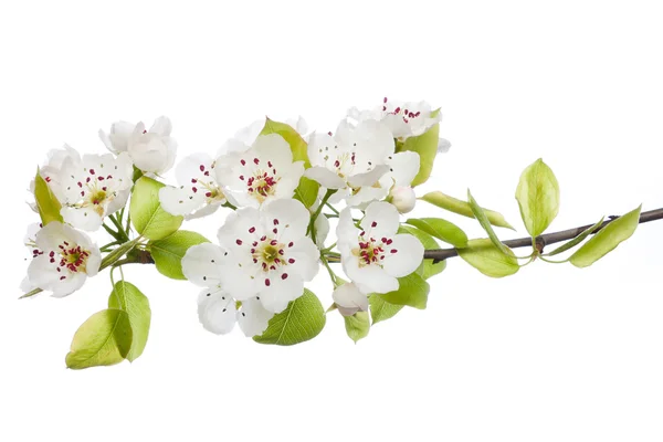 V izolovaných na bílém na jaře Kvetoucí strom — Stock fotografie
