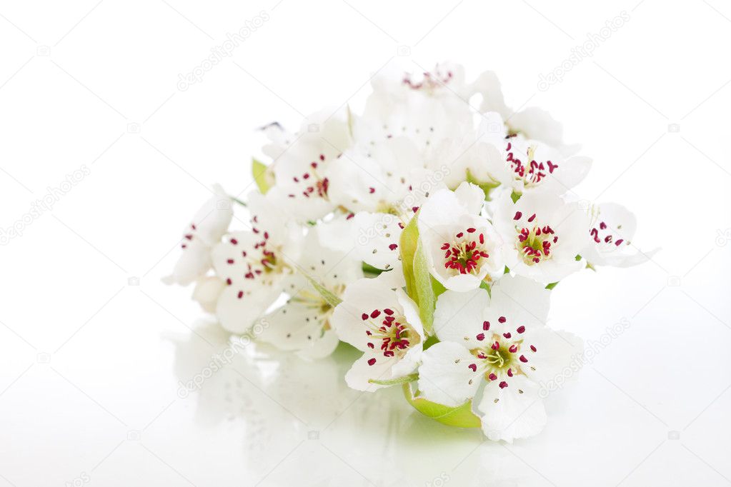 白で隔離される春に咲く木 ストック写真 C Jenmax