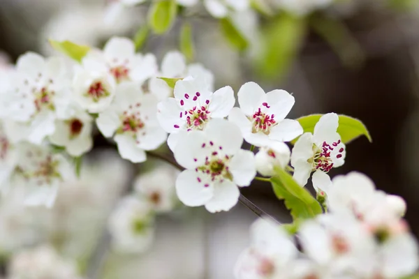 Baharda çiçek açan ağaç beyaz çiçeklerle — Stok fotoğraf
