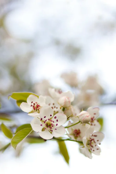 Blühender Baum im Frühling mit weißen Blüten — Stockfoto