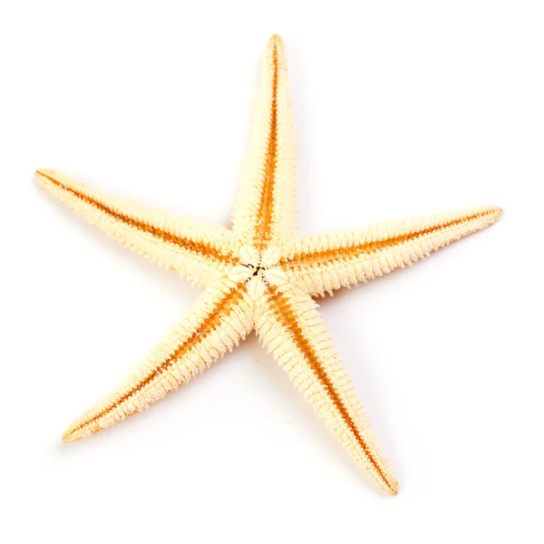 stock image Starfish isolated on white