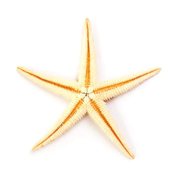 stock image Starfish isolated on white