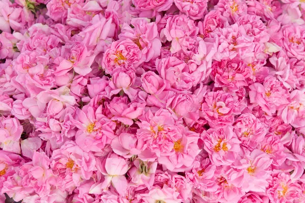 Vera rosa bulgara Damascena — Foto Stock