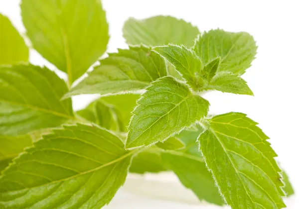 stock image Mentha piperita