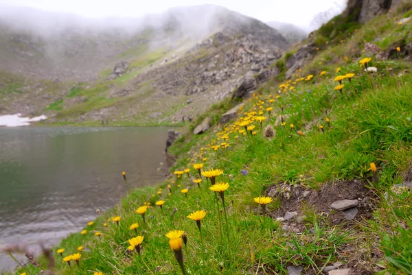 山湖海岸上的黄色野生花卉。 — 图库照片