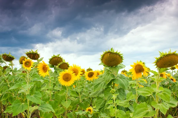 stock image Sunflower field