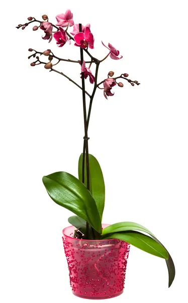 Orchidej v hrnci izolované — Stock fotografie