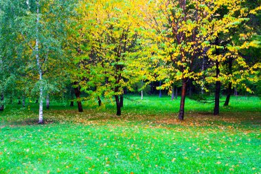 sonbahar Park altın meyve bahçesi