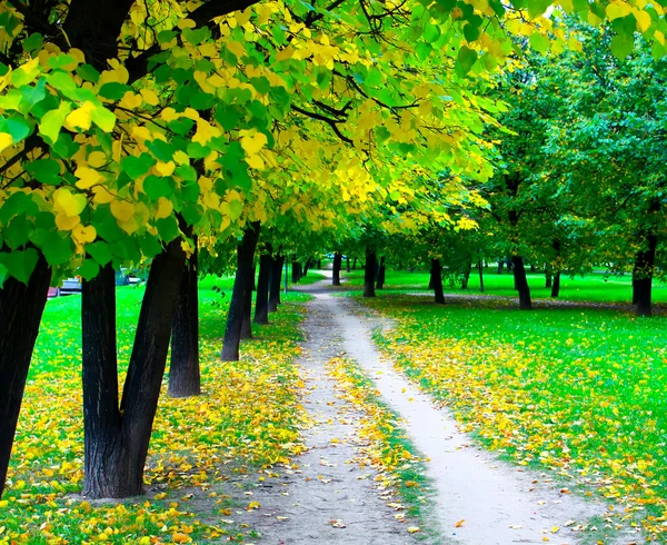 Piękna aleja w parku jesień — Zdjęcie stockowe