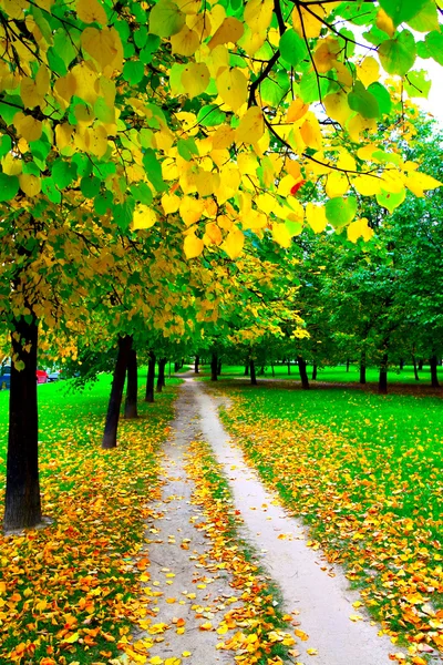 秋の公園で美しい路地 — ストック写真