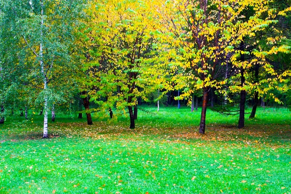 Golden orchard in autumnal park — Stock Photo, Image