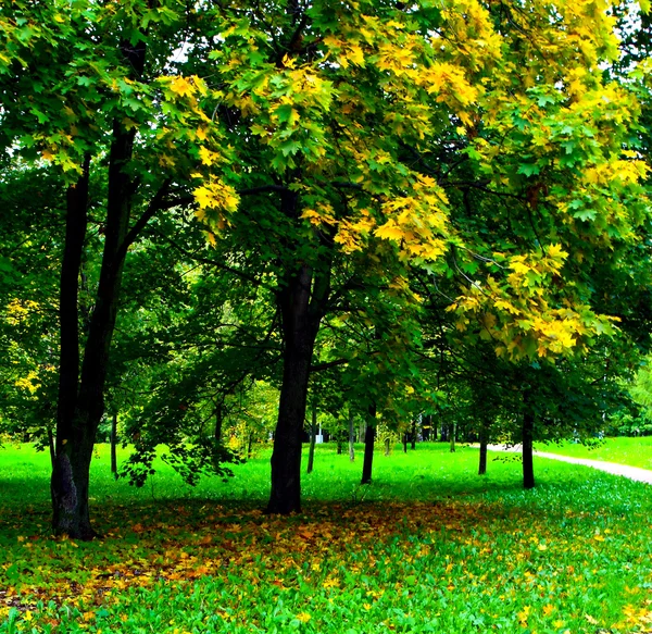 Золотой сад в осеннем парке — стоковое фото