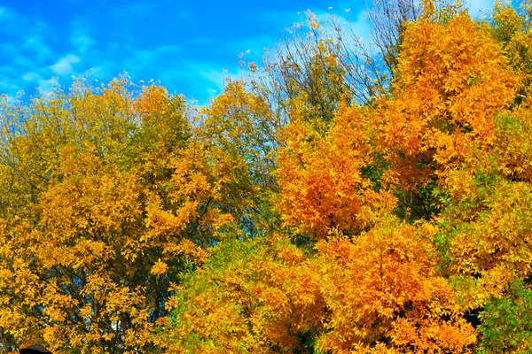 秋の色 — ストック写真