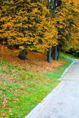 canlı orman Nehri yakınında