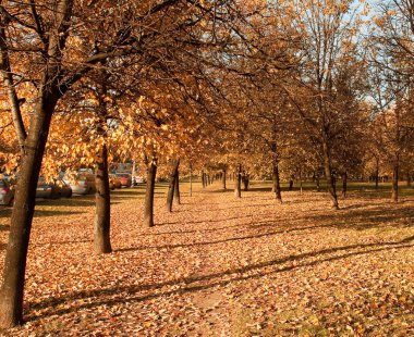 Ufuk sonbahar park yolundaki