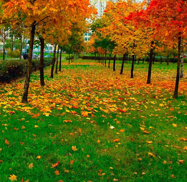 Krásná alej v podzimním parku — Stock fotografie