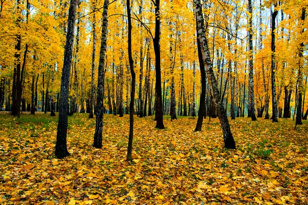Piękne żywe jesień las — Zdjęcie stockowe