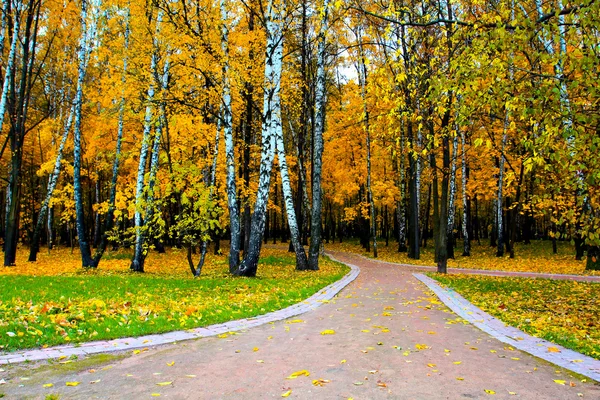 秋の黄金小路 — ストック写真