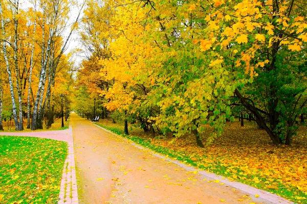 秋の公園で黄金の果樹園 — ストック写真