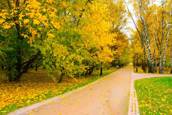 Gouden boomgaard in herfst park — Stockfoto