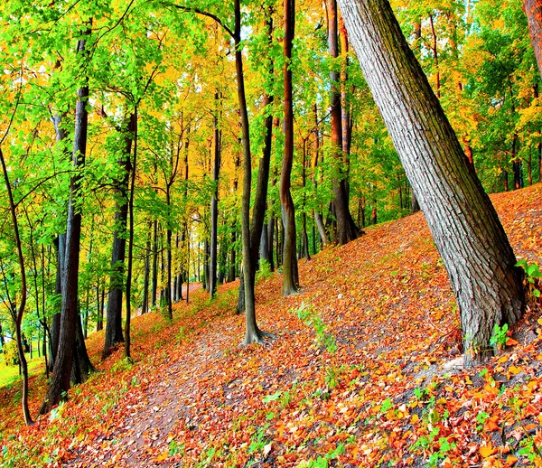 Floresta colorida — Fotografia de Stock