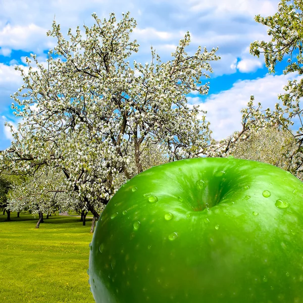 Цветущий весенний лес с осенним сочным яблоком — стоковое фото