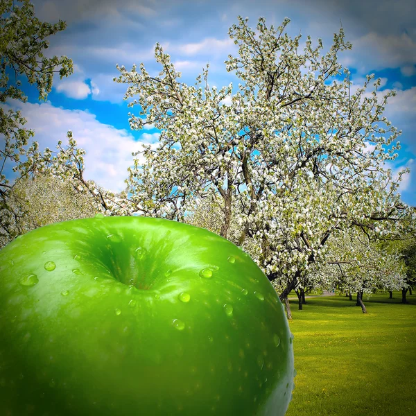 Blooming spring forest with autumn juicy apple — Stock Photo, Image
