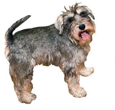 komik etkin mini schnauzer beyaz bitti izole