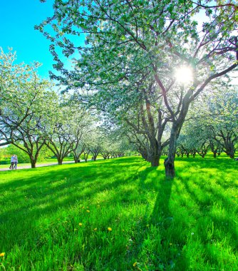 Beautiful blooming apple trees in spring park clipart