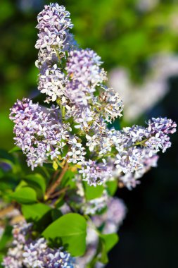 Leylak dalı ilkbaharda çiçek açan.