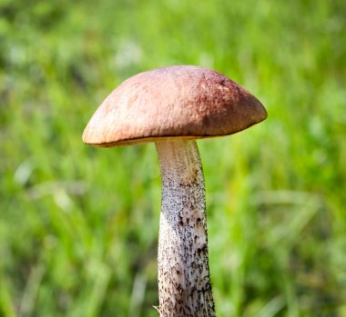 Brown cap boletus isolated over green grass in summer clipart