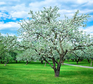 Blooming apple trees garden in overcast day clipart