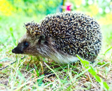 Egel in de natuur