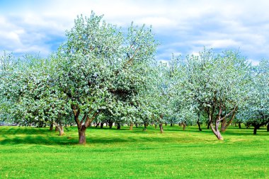 Beautiful blooming apple garden in spring clipart